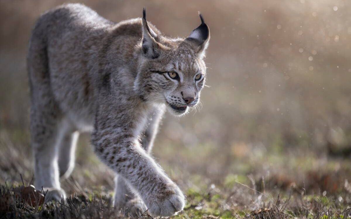 Quels sont les animaux sauvages à voir en Alsace ? Rouffach