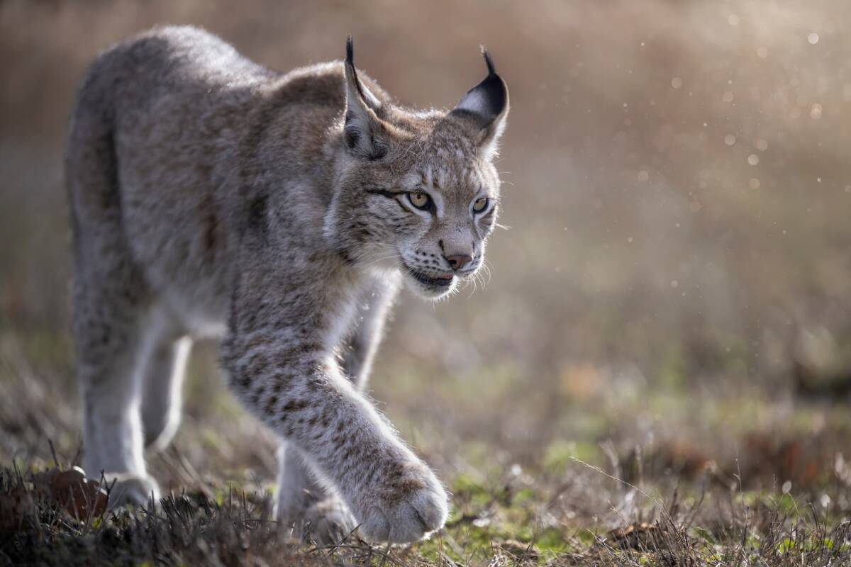Quels sont les animaux sauvages à voir en Alsace ? Rouffach