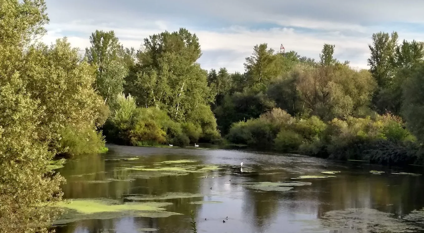 Pourquoi la réserve naturelle de l&#8217;Île du Rhin est un trésor écologique méconnu ? Marckolsheim