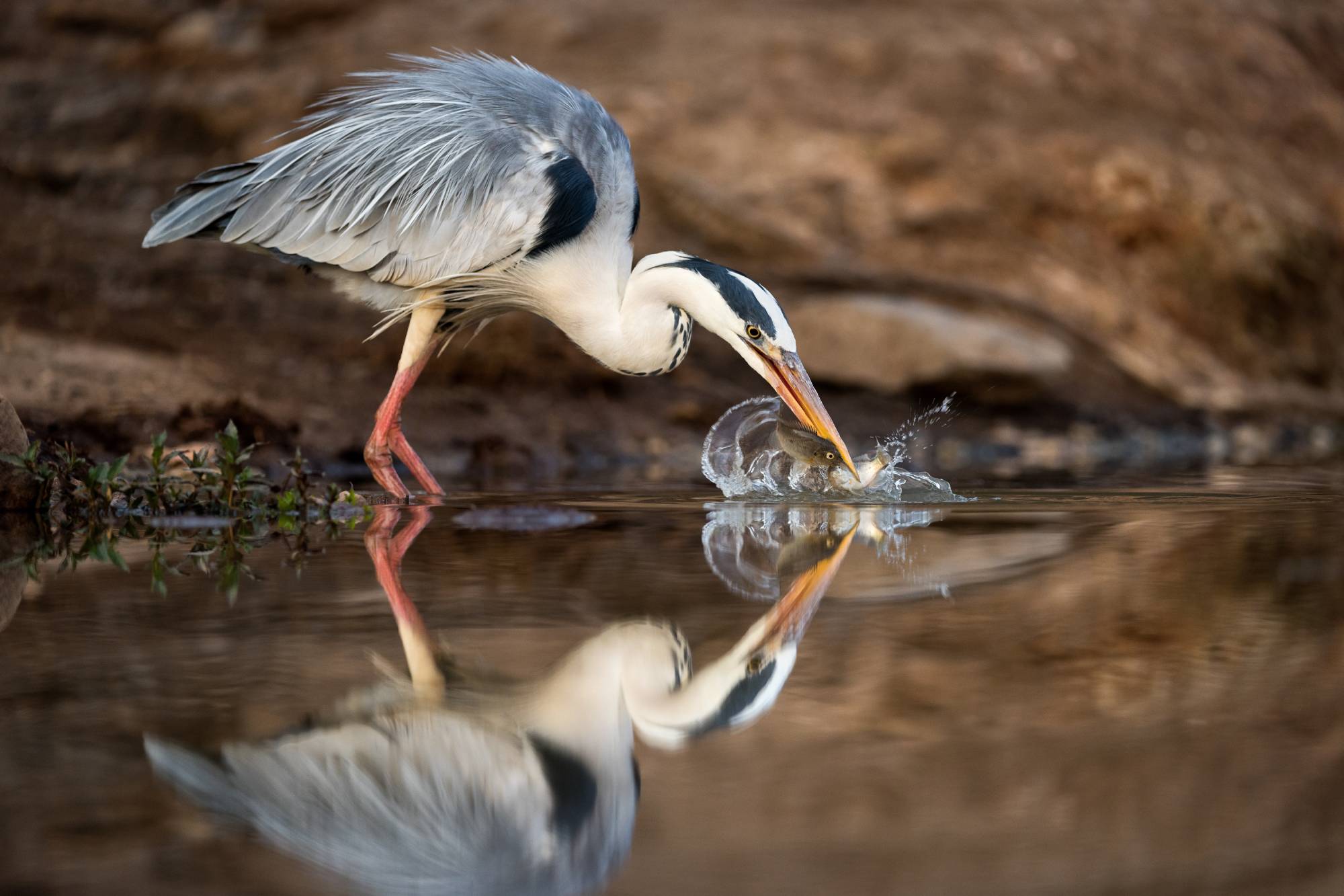 Quels oiseaux peut-on observer &agrave; l&rsquo;&Icirc;le du Rhin ? Wittenheim